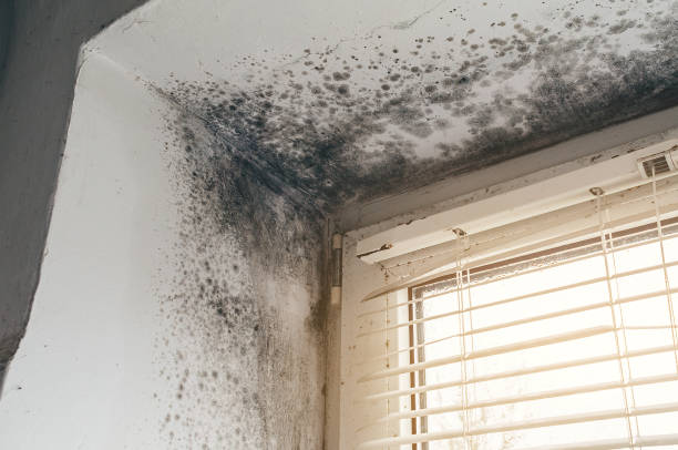 Affordable Mold Removal solutions in Galeton, CO